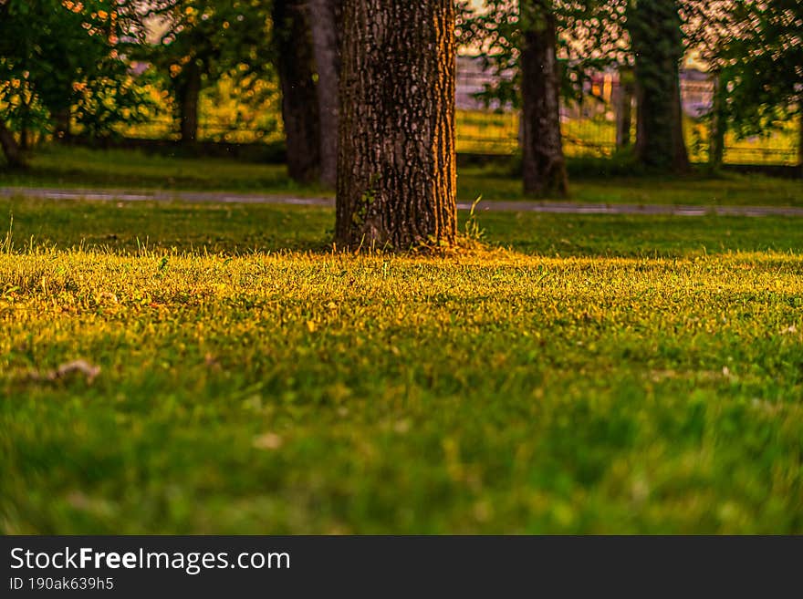 Sunset Or Sunshine Golden Hour In Park