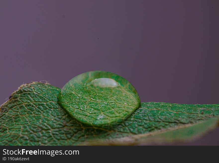 Water Drop on leaf Macro view