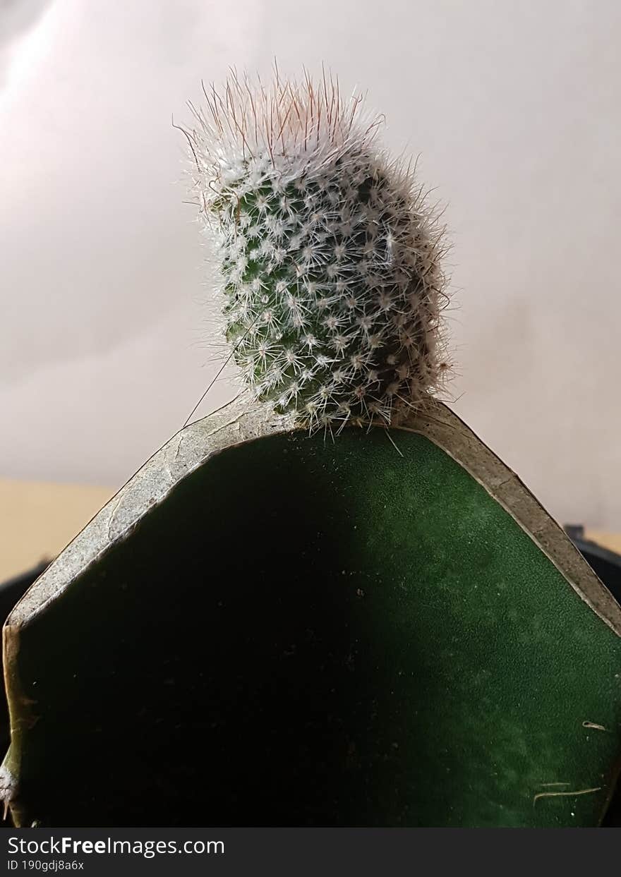 Mini Cactus Isolated In Black Pot On Brown Background