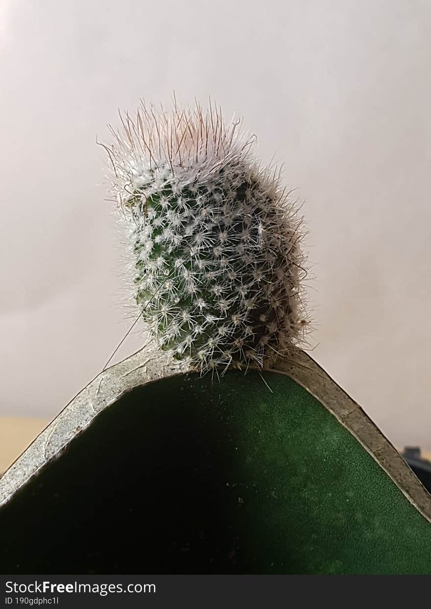 Mini Cactus Isolated In Black Pot On Brown Background