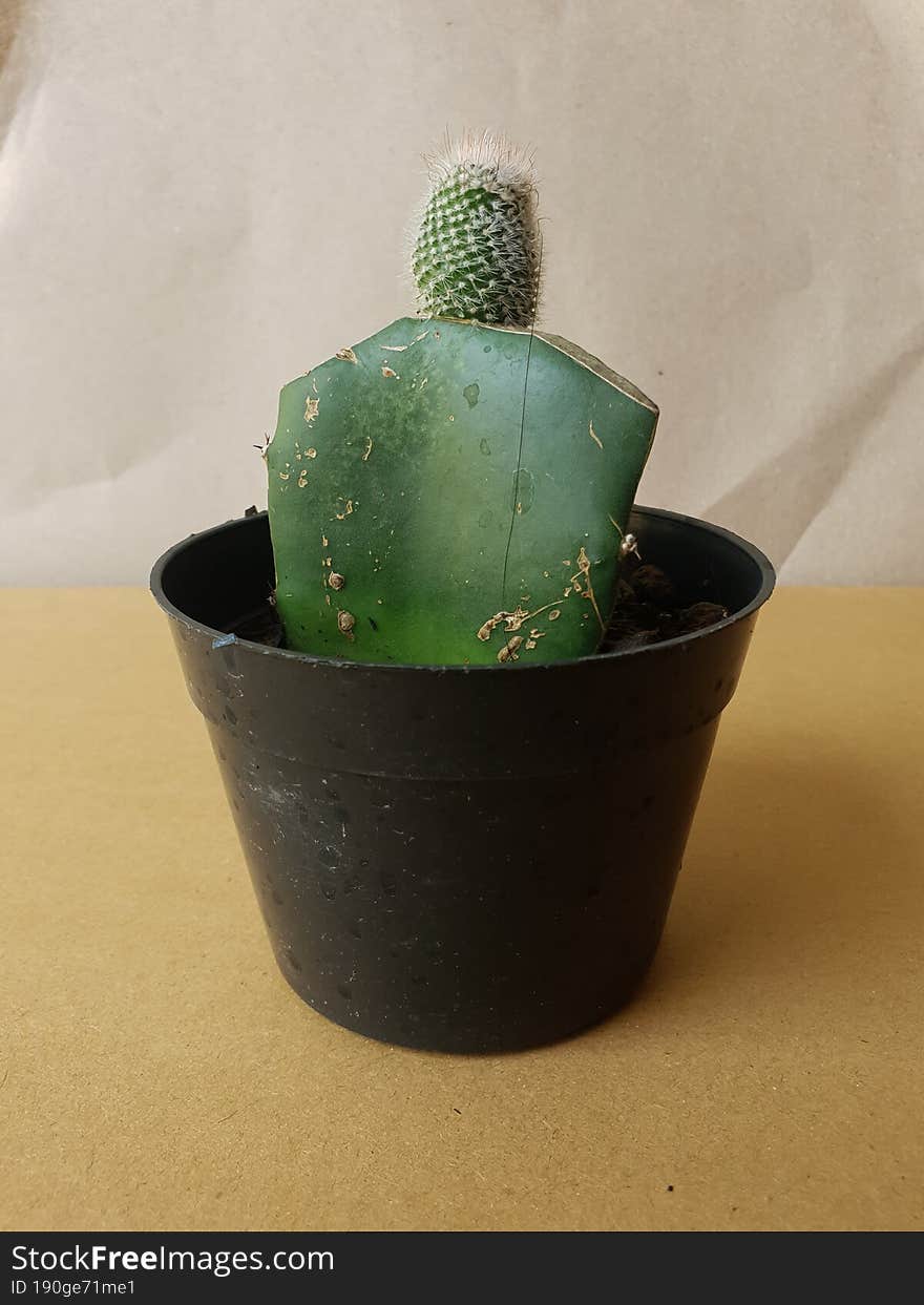 Mini Cactus Isolated In Black Pot On Brown Background