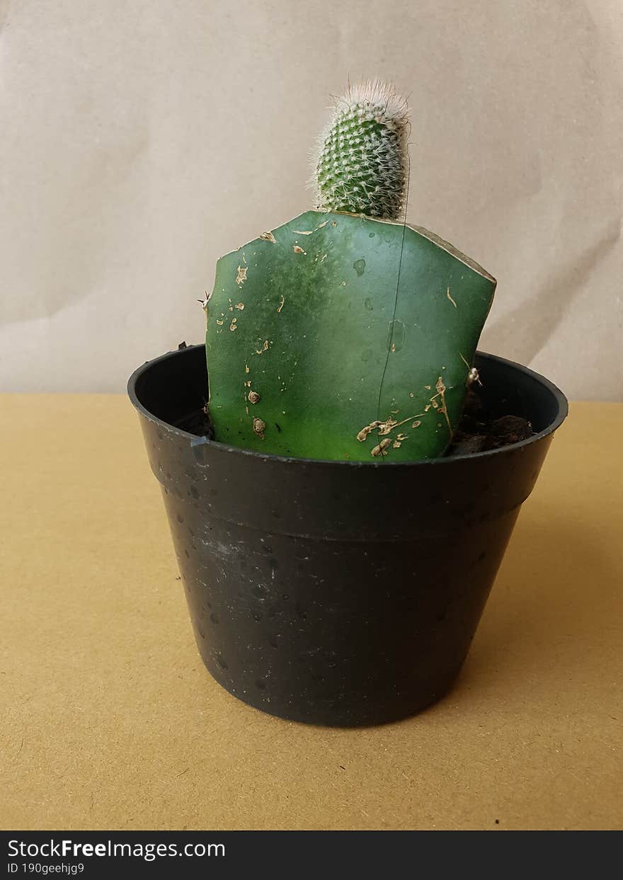 Mini Cactus Isolated In Black Pot On Brown Background