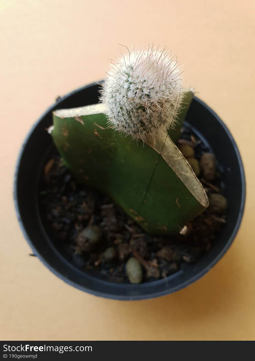 Mini cactus isolated in black pot on brown background