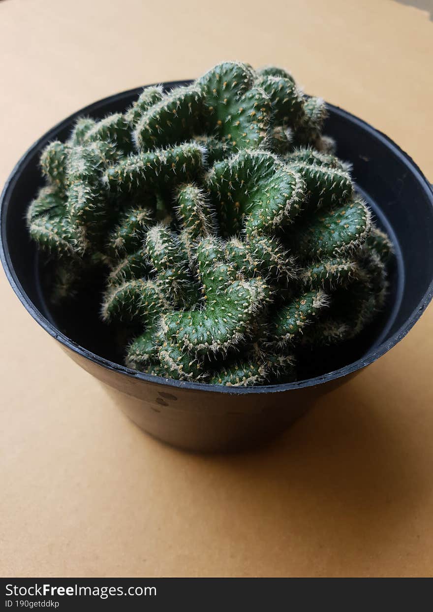 Mini cactus isolated in black pot on brown background