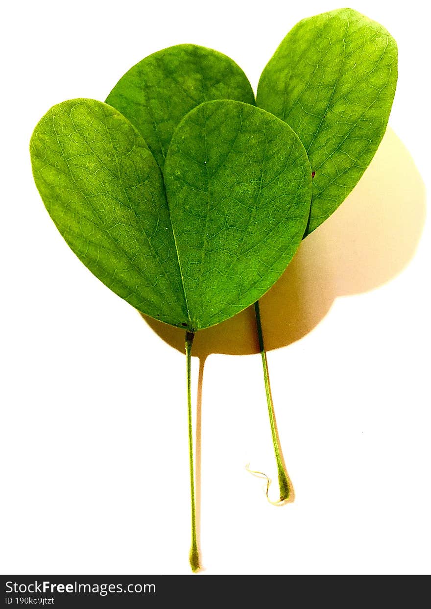 morphology of different bauhinia species leaves shapes