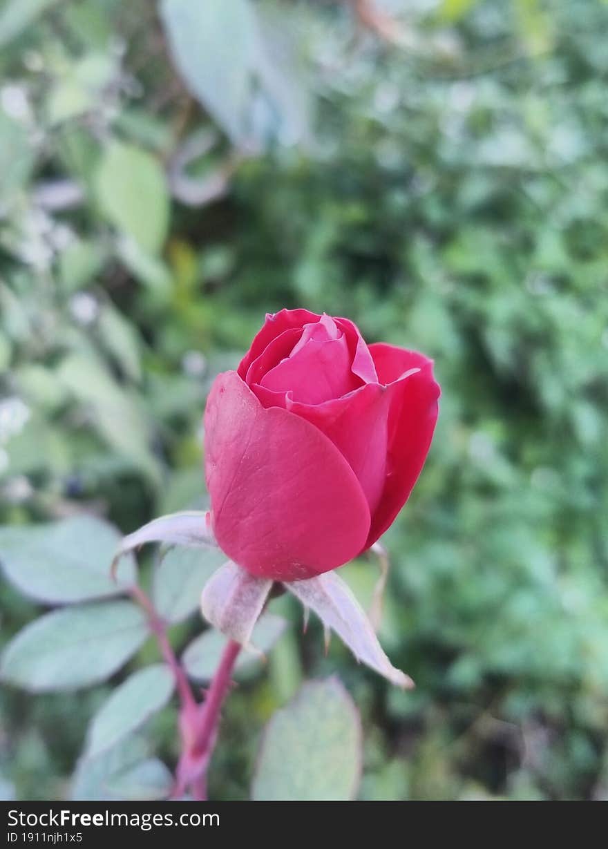 Red Rose Bud In The Garden. A Symbol Of Love.