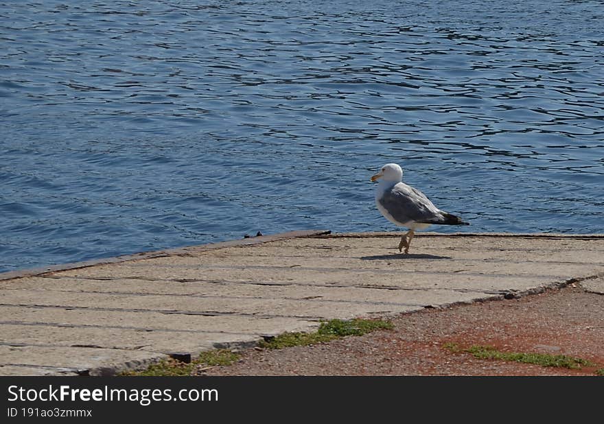 A seagull in the port of Mali Losinj