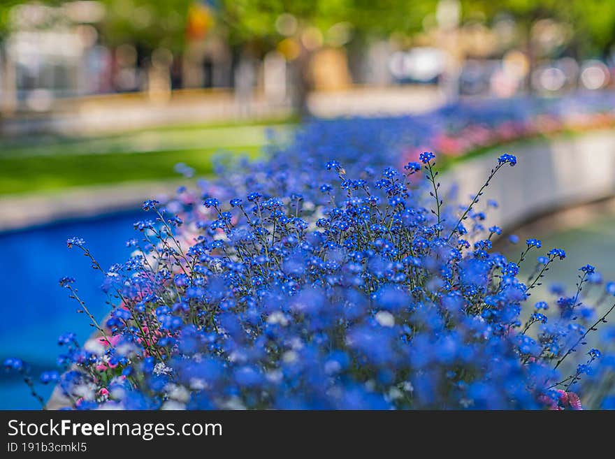 Beautiful Blue Flowers Closeup View