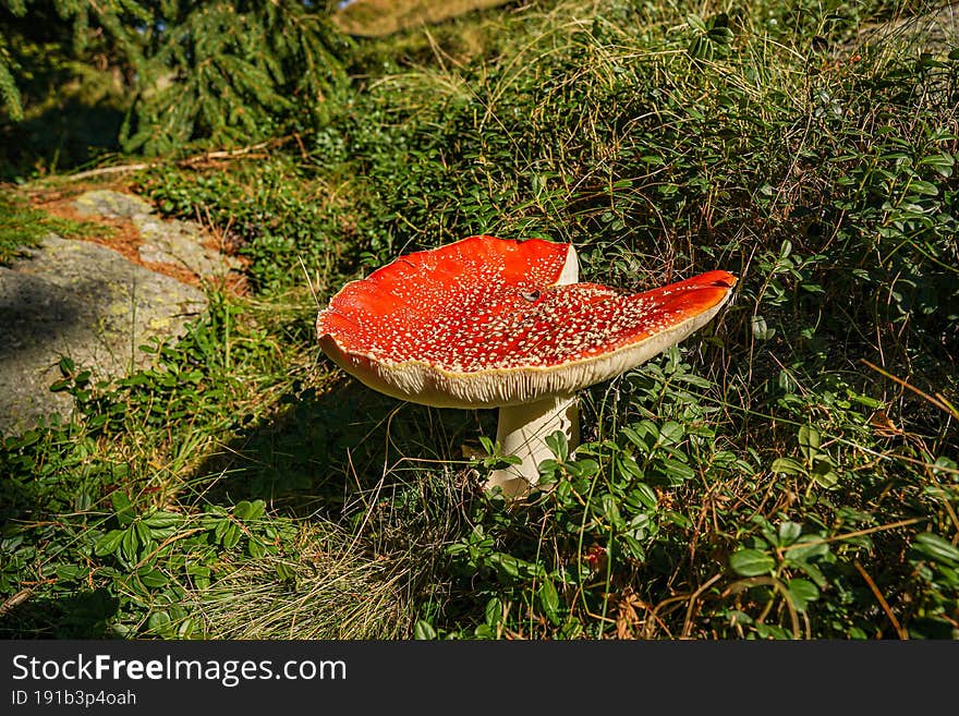 Mountain Mushroom Red Beautiful Nature