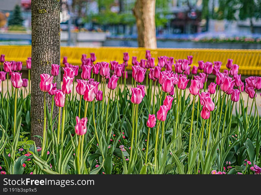 Beautiful Flowers Pink Tulips Close Up