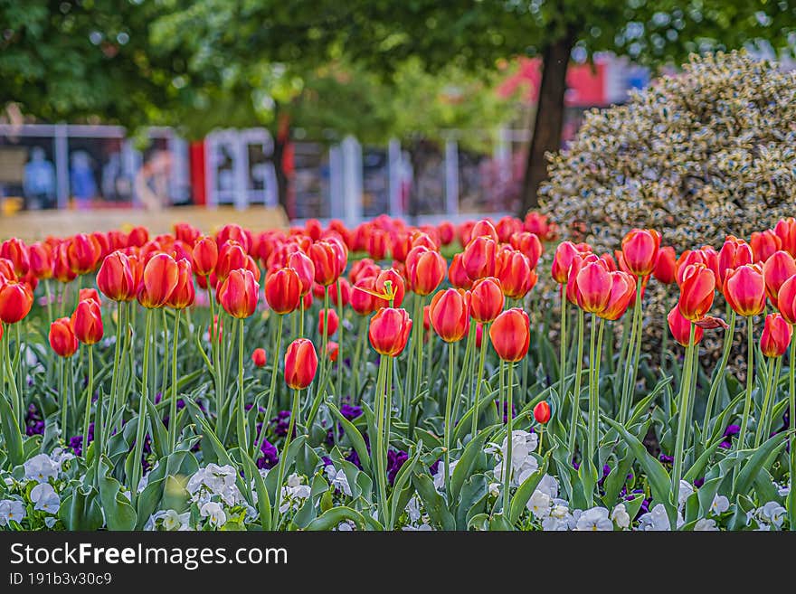 Red Tulips Closeup Beautiful Flowers