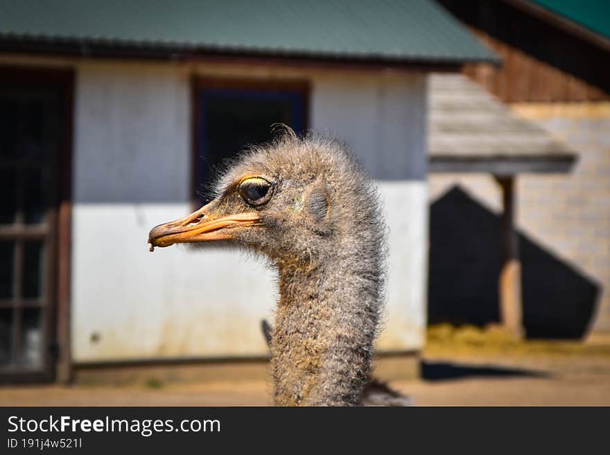 Beautiful animal in Latvia zoo