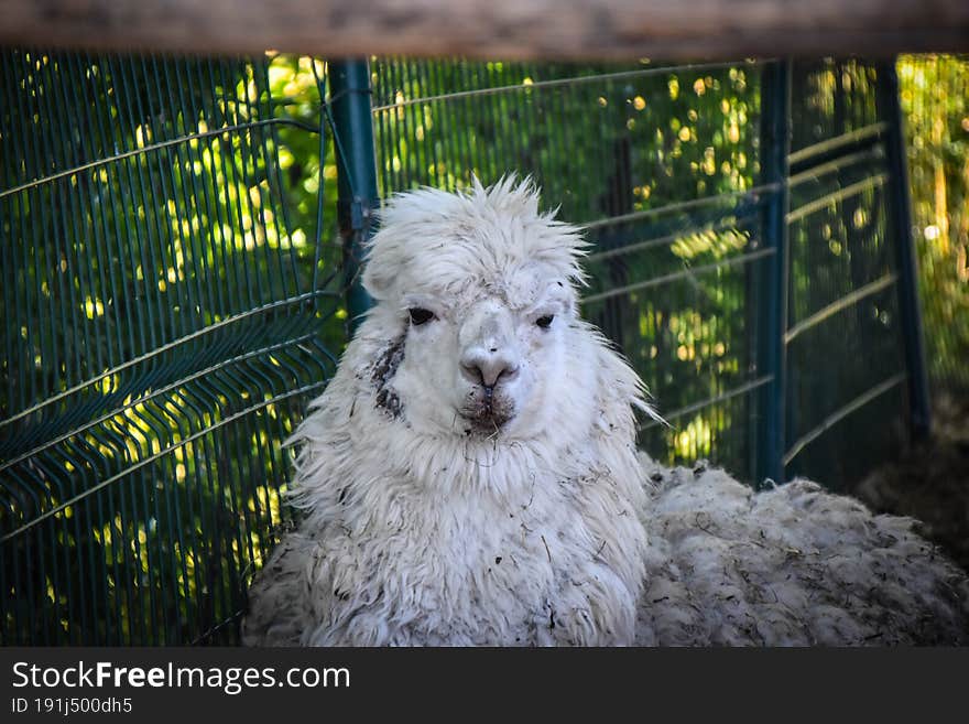 Beautiful animal in Latvia zoo