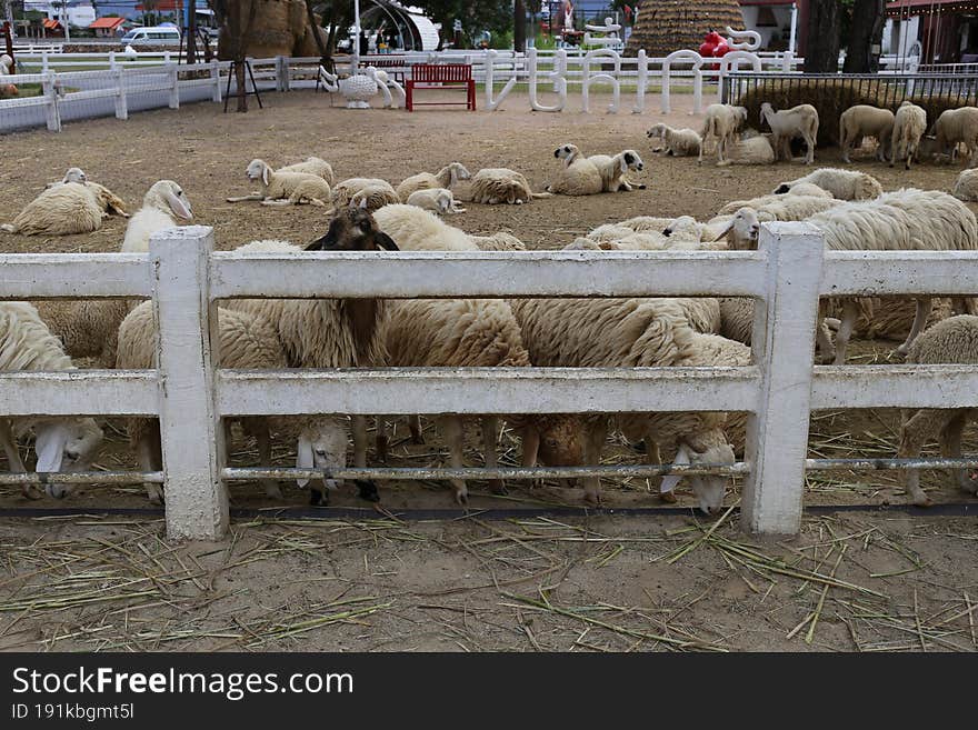 flock of sheep on a farm