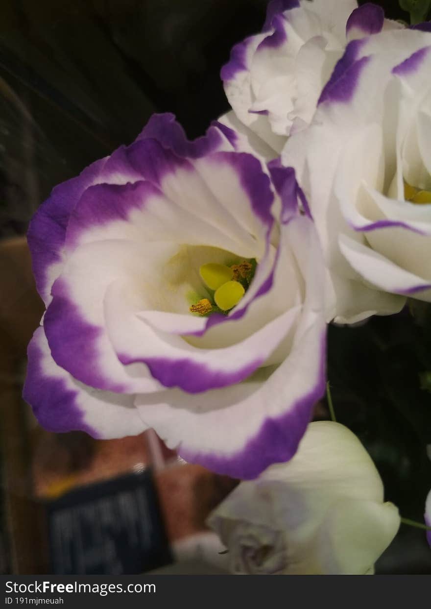 Purple-white flowers with green stamens