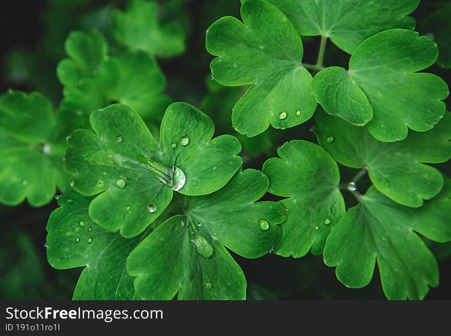 Close-up, bright green leaves in raindrops, top view, natural background. Close-up, bright green leaves in raindrops, top view, natural background.