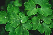 Close-up, Bright Green Leaves In Raindrops, Top View. Royalty Free Stock Photo