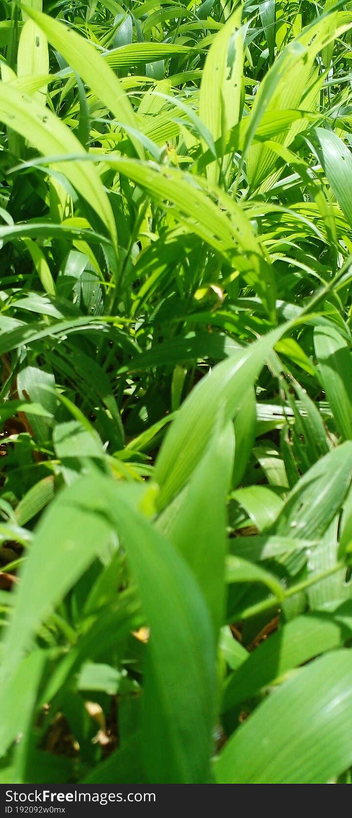 A view of grass growing in a rural environment, in a garden, during the day when the sun is shining. A green scene with a house in the distance.