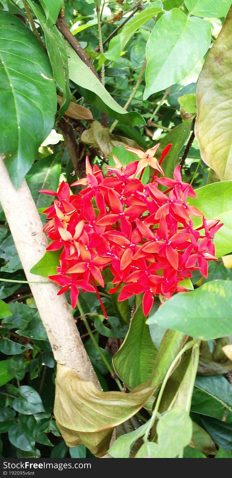 A view of a cluster of red Jungle gernnium & x28 Ixora coccinea& x29  flowers in a garden in Ceylon, Sri Lanka. A beautiful green