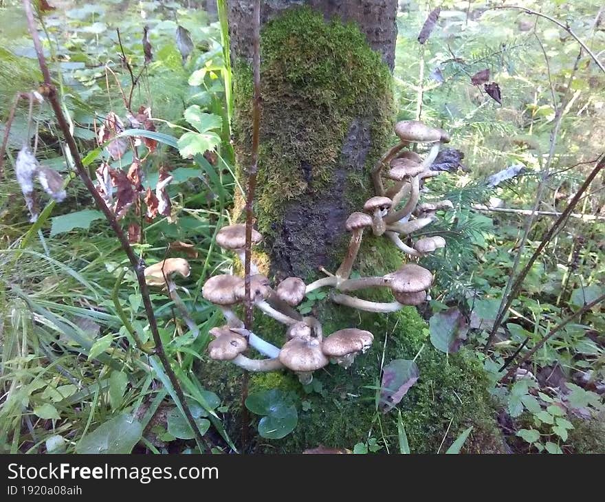 Mushrooms. They Always Grow In Families. Very Tasty Marinated.