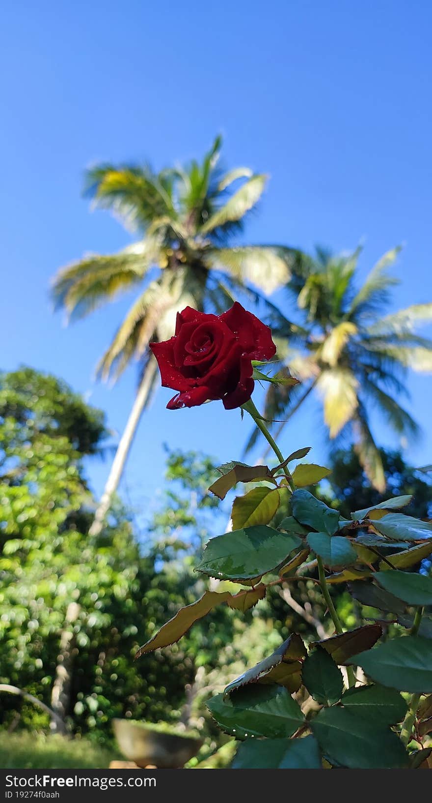 Red rose with beautiful scenery under cloudy blue sky