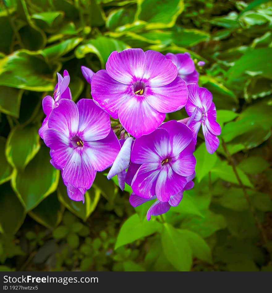 Summer Flowers In The Garden - Square Portrait Of Garden Phlox, Also Known As Phlox Paniculata