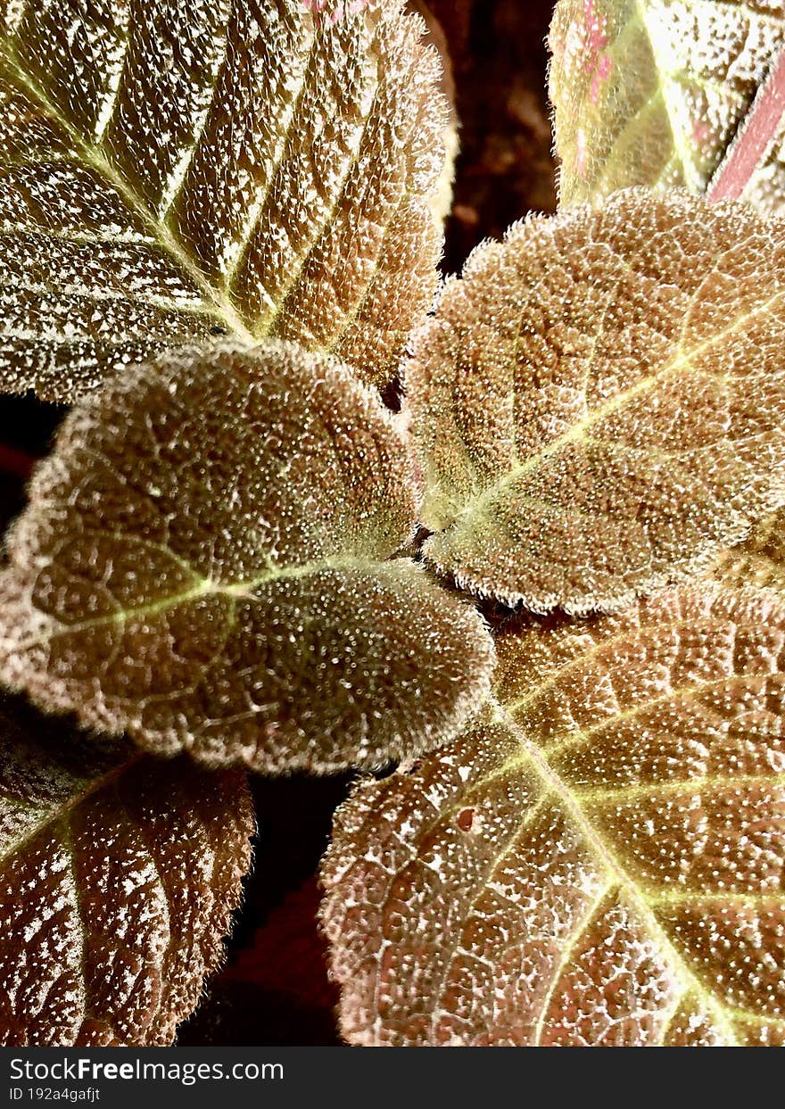 episcia african violet family pink flowers background