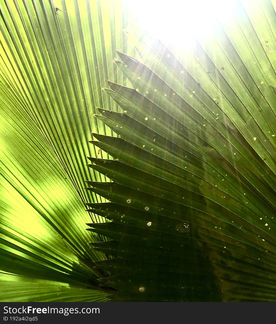 beautiful sun light on pham leaves details green background