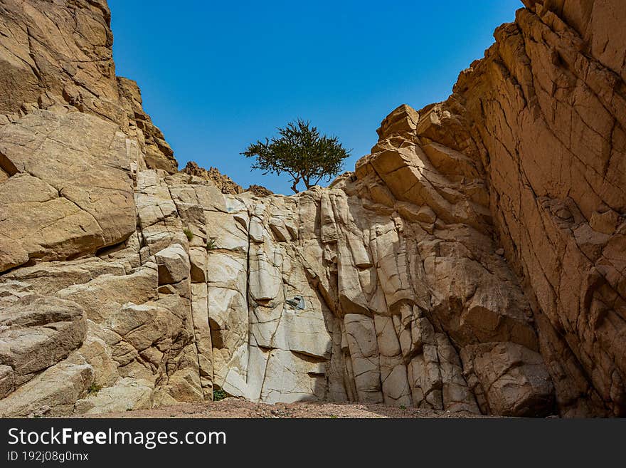 A Tree Growing Out Of Stone In The Sandy Mountains Of The Desert