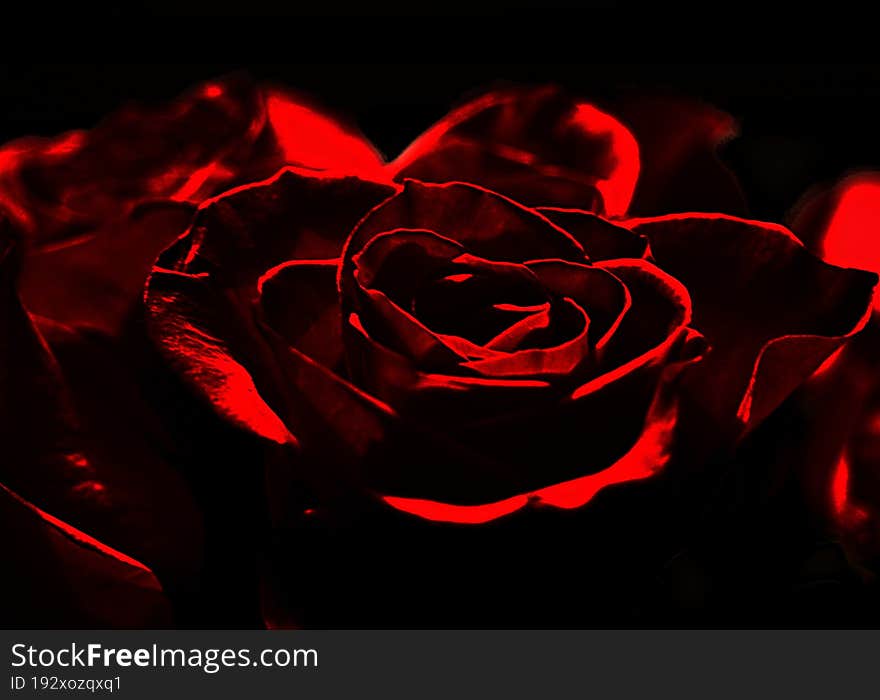 A Red Rose In A Dark Room.