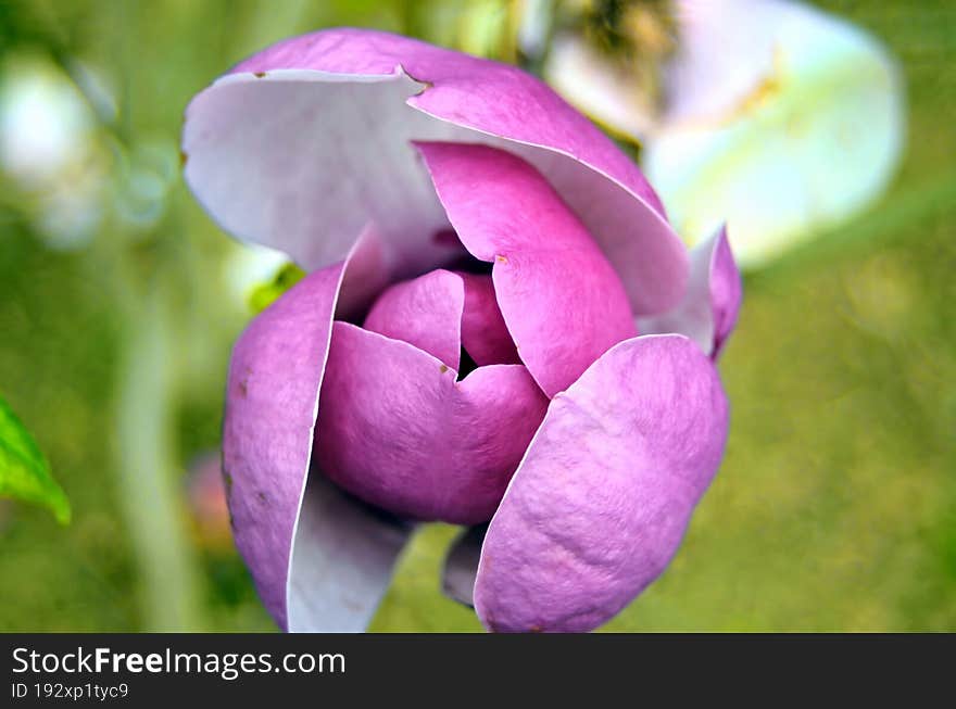 A close shot of a pink flower.