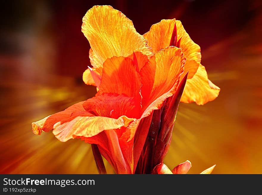 A close shot of a orange flower.