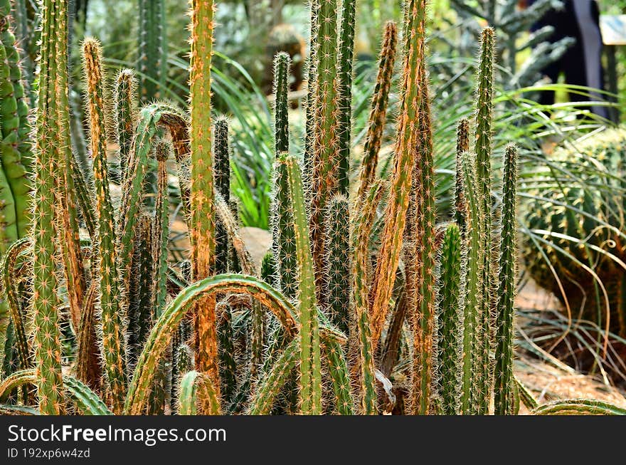 Prickly cacti in a bunch