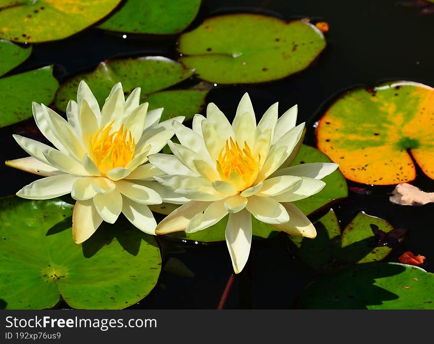 Flowers in a pond with lily pads.