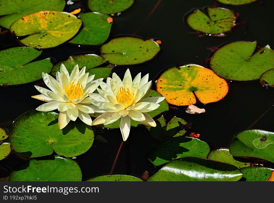 Flowers in a pond with lily pads.