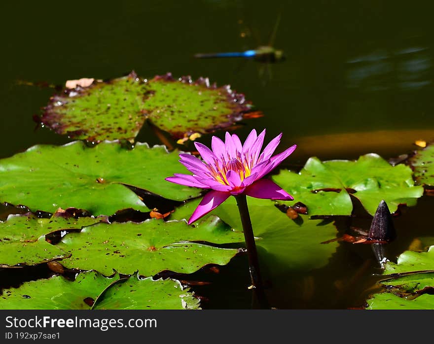 Flowers in a pond with lily pads.