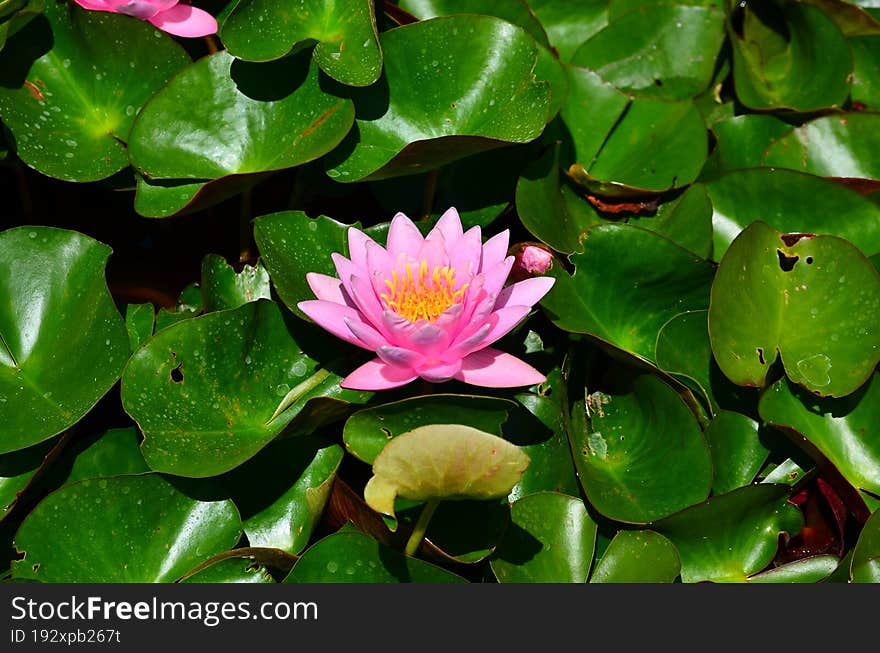 A bright pink lotus flower.