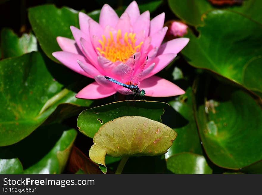 A bright pink lotus flower and a dragonfly.