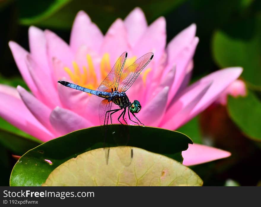 A bright pink lotus flower and a dragon fly.