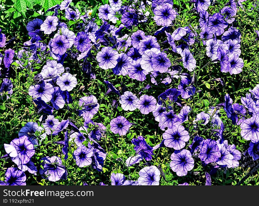 Vivid purple flowers all over