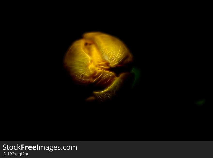 A yellow tulip coming from the dark