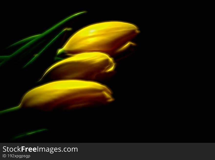 Three yellow tulips in a dark room