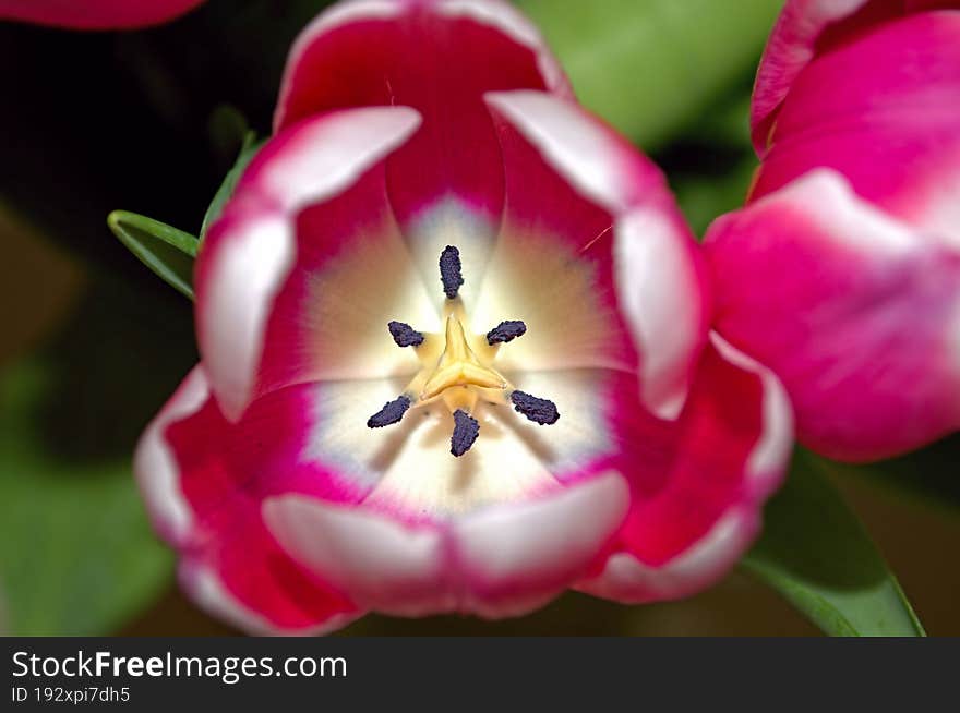 A close up shoot of a pink flower