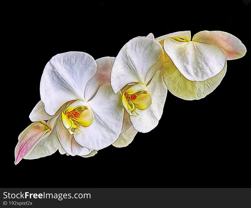 A Close Up Shoot Of A Flower