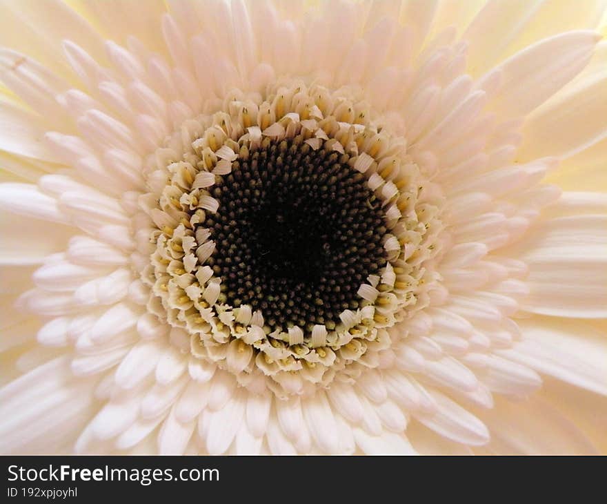 A close up shoot of a white flower