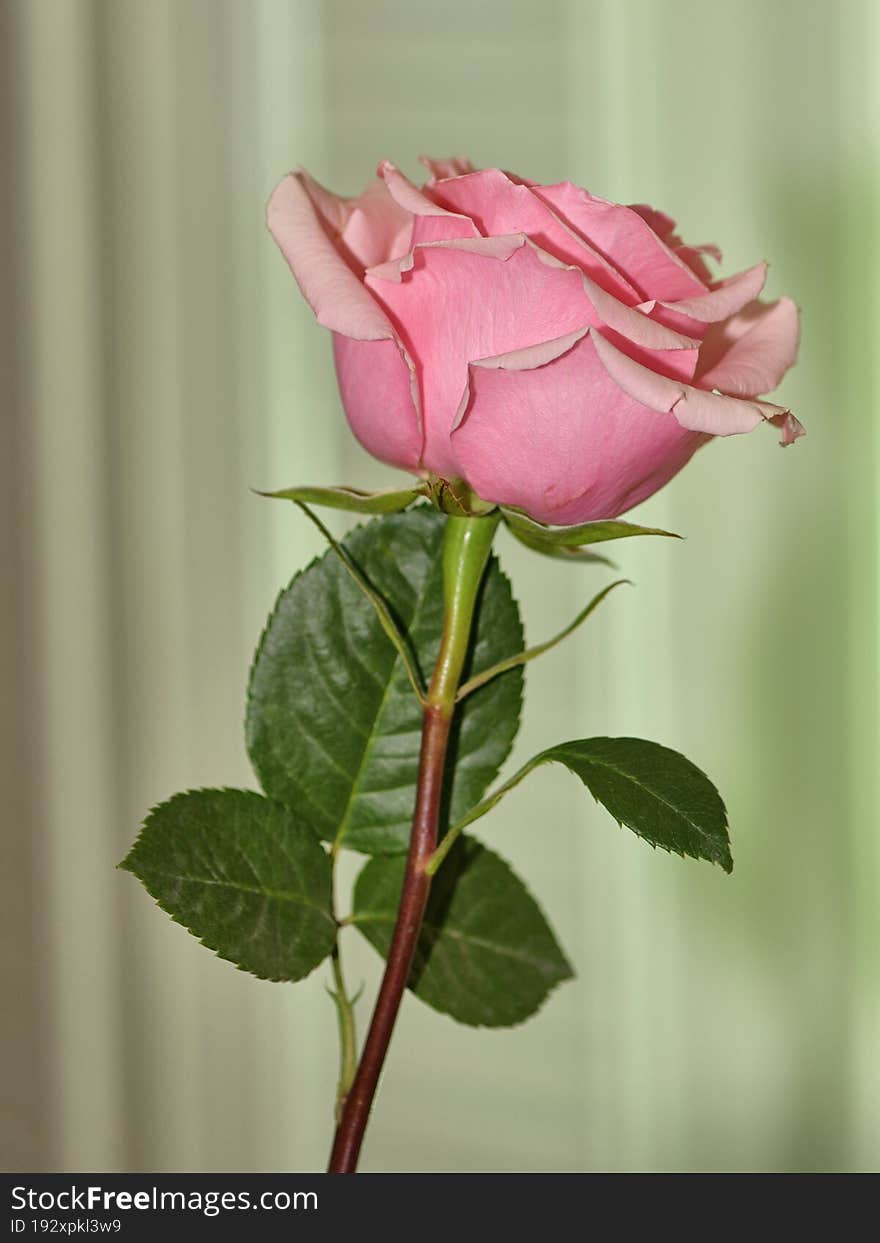 A close up of a pink rose