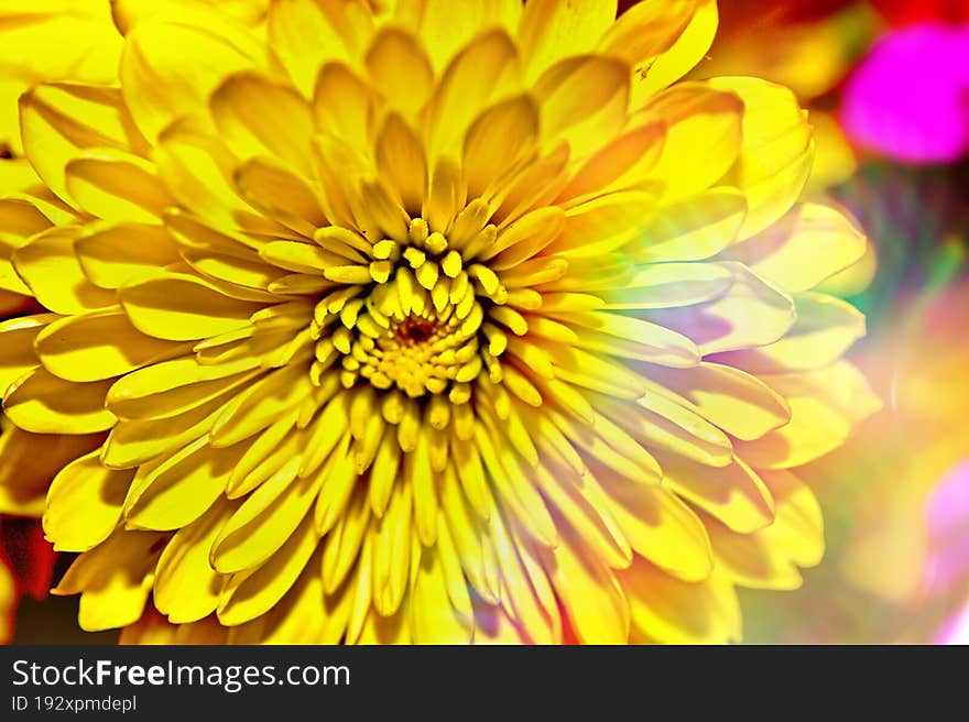 A Close Up Shoot Of A Yellow Flower