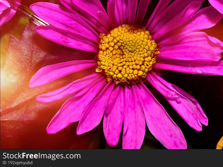 Close up of a purple flower