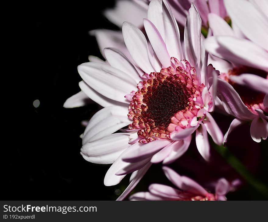 Close up of a pink flower