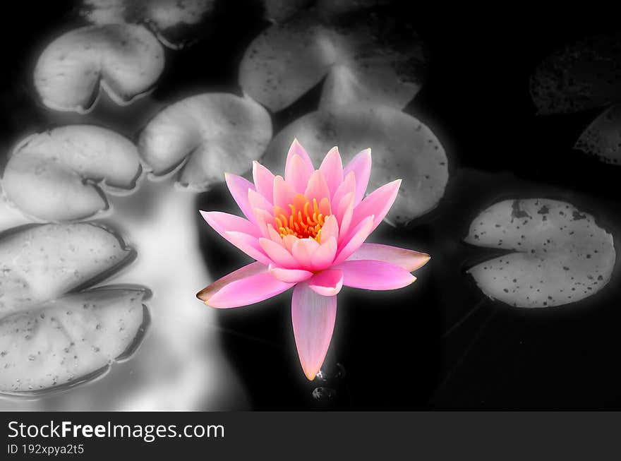 The pink lotus in a pond